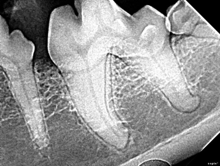 Dog Dental Xray